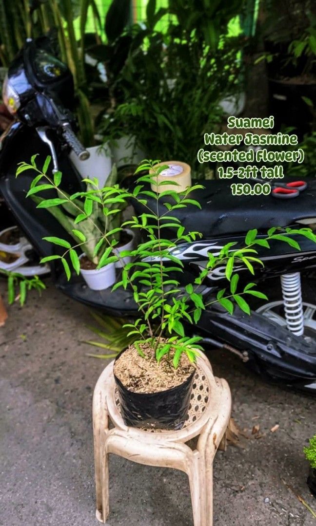 Suamei Water Jasmine 1.5-2ft tall (Category: Plants & Seeds) located in Paranaque City. Submitted by mherz_ariel (Listing ID 1470681717, Image 1). Description: .