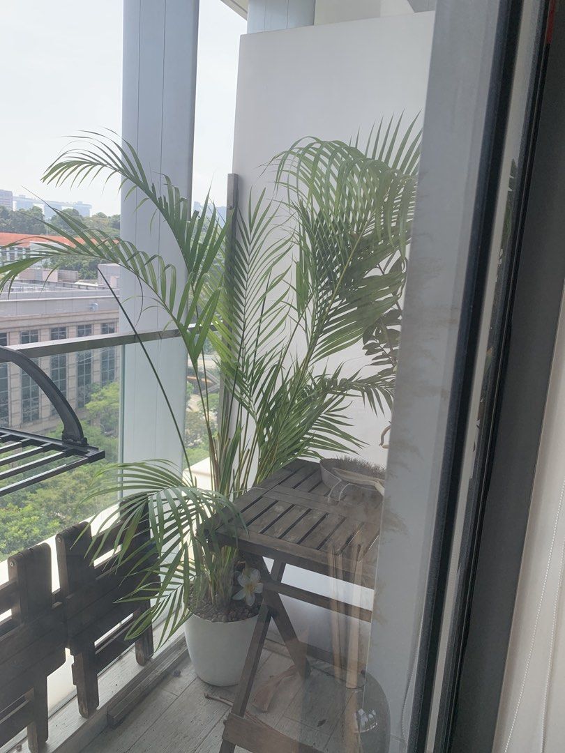 Yellow palm tree tall 160cm above, Furniture & Home Living, Gardening ...