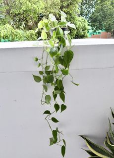 (Category: ) located in . Submitted by savewastage (Listing ID 1470799815, Image 1). Description: .