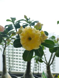 (Category: ) located in . Submitted by lil.greenthumb.sg (Listing ID 1470873247, Image 1). Description: .