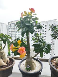 (Category: ) located in . Submitted by lil.greenthumb.sg (Listing ID 1470809664, Image 1). Description: .
