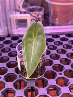 (Category: ) located in . Submitted by thesaneplanter (Listing ID 1468626502, Image 1). Description: .
