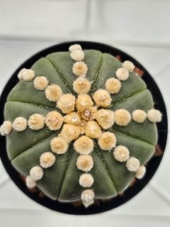 (Category: ) located in . Submitted by all4cactus (Listing ID 1470822934, Image 1). Description: .