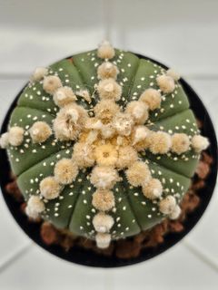 (Category: ) located in . Submitted by all4cactus (Listing ID 1470823341, Image 1). Description: .