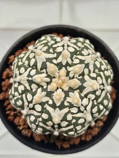 (Category: ) located in . Submitted by all4cactus (Listing ID 1470824443, Image 1). Description: .