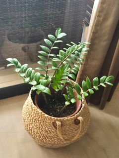 (Category: ) located in . Submitted by michelleocean07 (Listing ID 1467289409, Image 1). Description: .