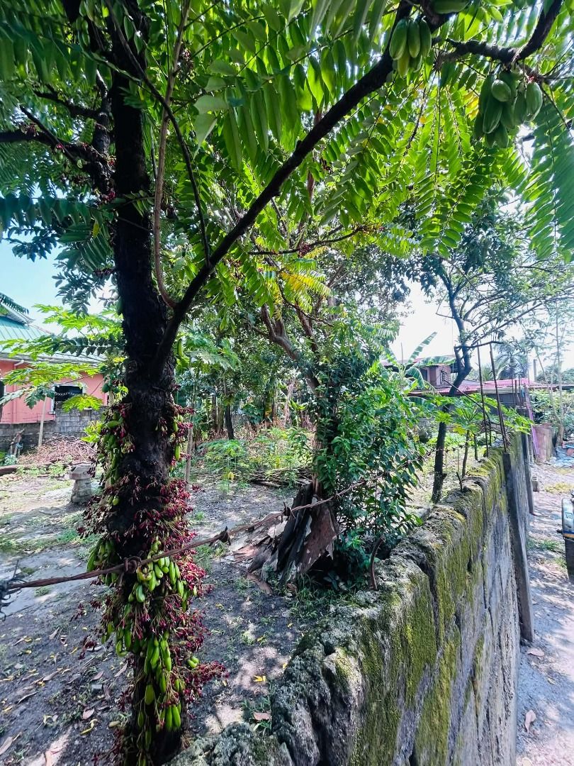 LOT FOR LEASE (Category: Lot) located in Quezon City. Submitted by elainemoira26 (Listing ID 1470801884, Image 1). Description: 🚨 PRIME COMMERCIAL LOT FOR LEASE 🚨 Long-Term Contract Available 📍 Brgy. Valdez, Floridablanca, Pampanga 📐 Lot Area: 270 SQM Position your business in a strategic location with strong growth potential and consistent customer traffic. Why Choose This Location? ✅ Situated near Iglesia Ni Cristo, generating regular foot 