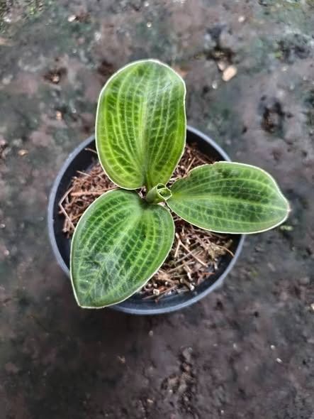Macodes sp. Papua Orchid by Orchid Endemic, Furniture & Home Living ...