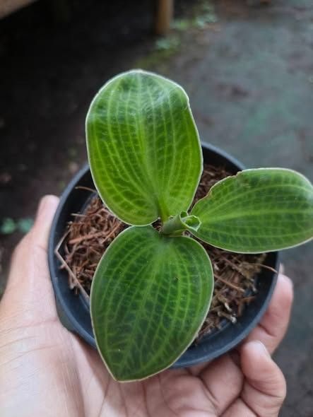 Macodes sp. Papua Orchid by Orchid Endemic, Furniture & Home Living ...