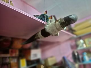 (Category: ) located in . Submitted by grandfish_55ab5c (Listing ID 1470927585, Image 1). Description: .