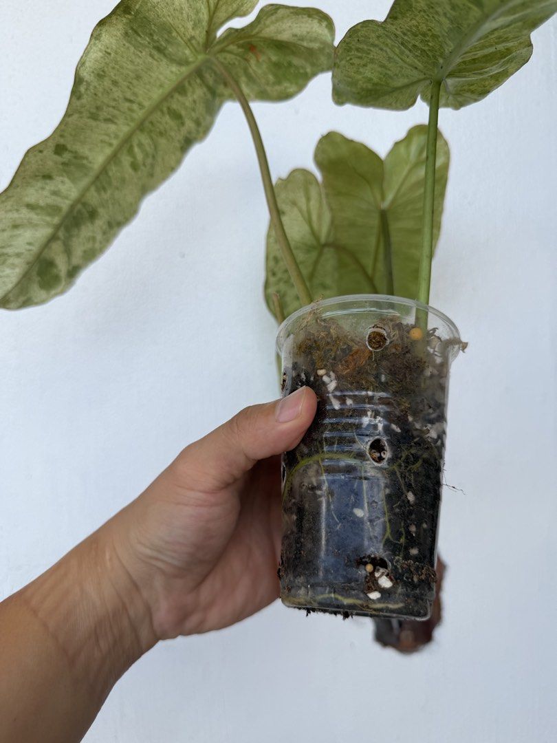 Philodendron Parasio Verde (Category: Plants & Seeds) located in Quezon City. Submitted by satisfied_buyer (Listing ID 1470764196, Image 2). Description: 🌿 Philodendron Paraiso Verde 🌿 Native to tropical America, this climbing Philodendron is admired for its unique variegation, which becomes more pronounced under warm temperatures and bright, indirect light..