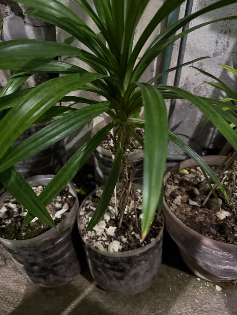 Potted Pandan Plant in Recycled Plastic Bottle Container, Furniture ...