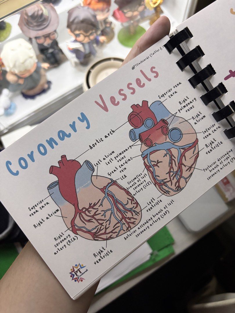 PT Physical Therapy Flashcards Anatomy (Category: Textbooks) located in Manila. Submitted by psoasmajor_ (Listing ID 1470908172, Image 2). Description: .