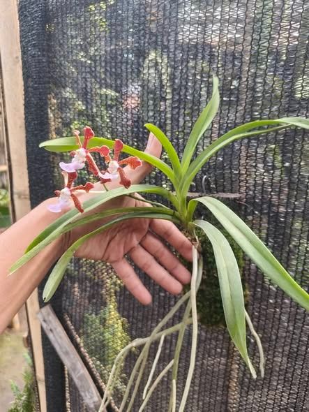 Vanda × boumaniae Orchid by Orchid Endemic, Furniture & Home Living ...