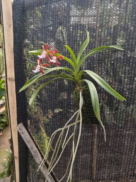 Vanda × boumaniae Orchid by Orchid Endemic, Furniture & Home Living ...