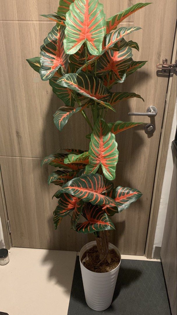 5ft Caladium Artificial Plant (Category: Artificial Plants & Flowers) located in Pasay City. Submitted by xoxoblair (Listing ID 1471018267, Image 2). Description: Needs cleaning lang In good condition Loc: Pasay.