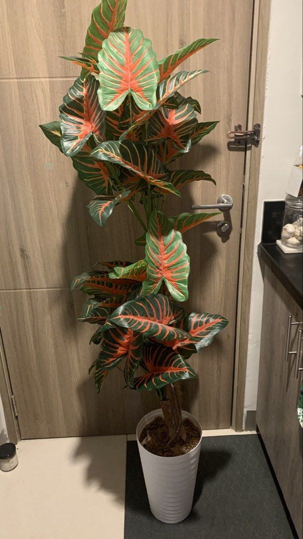 5ft Caladium Artificial Plant (Category: Artificial Plants & Flowers) located in Pasay City. Submitted by xoxoblair (Listing ID 1471018267, Image 1). Description: Needs cleaning lang In good condition Loc: Pasay.