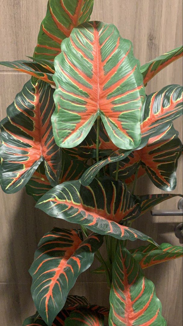 5ft Caladium Artificial Plant (Category: Artificial Plants & Flowers) located in Pasay City. Submitted by xoxoblair (Listing ID 1471018267, Image 3). Description: Needs cleaning lang In good condition Loc: Pasay.