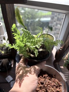（分類：）位於 。 由 owoleok 提交（商品編號 1470966894，圖片 1）。簡介： 。