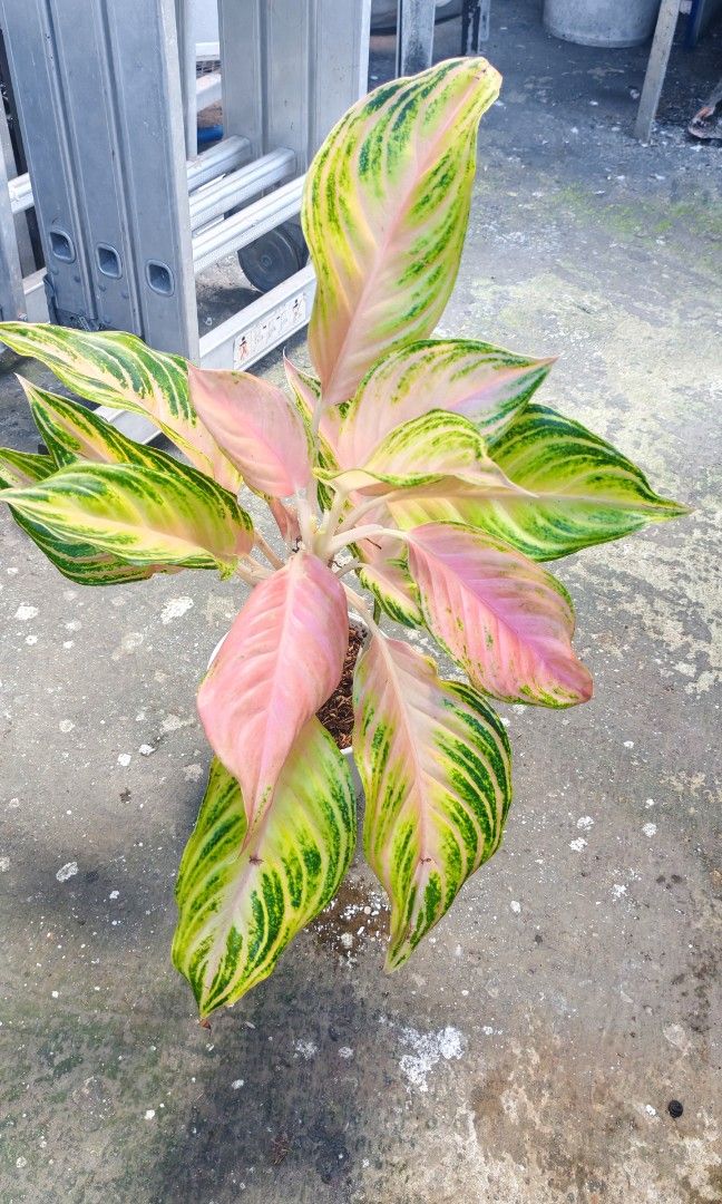 Aglaonema pink and red panama (Category: Plants & Seeds) located in Quezon City. Submitted by plantcorner (Listing ID 1471035075, Image 3). Description: 350 each Big size with baby.