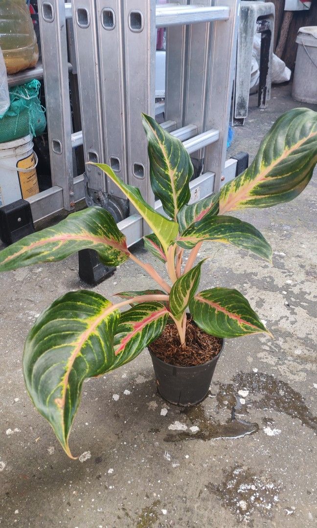 Aglaonema pink and red panama (Category: Plants & Seeds) located in Quezon City. Submitted by plantcorner (Listing ID 1471035075, Image 2). Description: 350 each Big size with baby.
