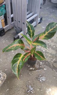 (Category: ) located in . Submitted by plantcorner (Listing ID 1471035075, Image 1). Description: .