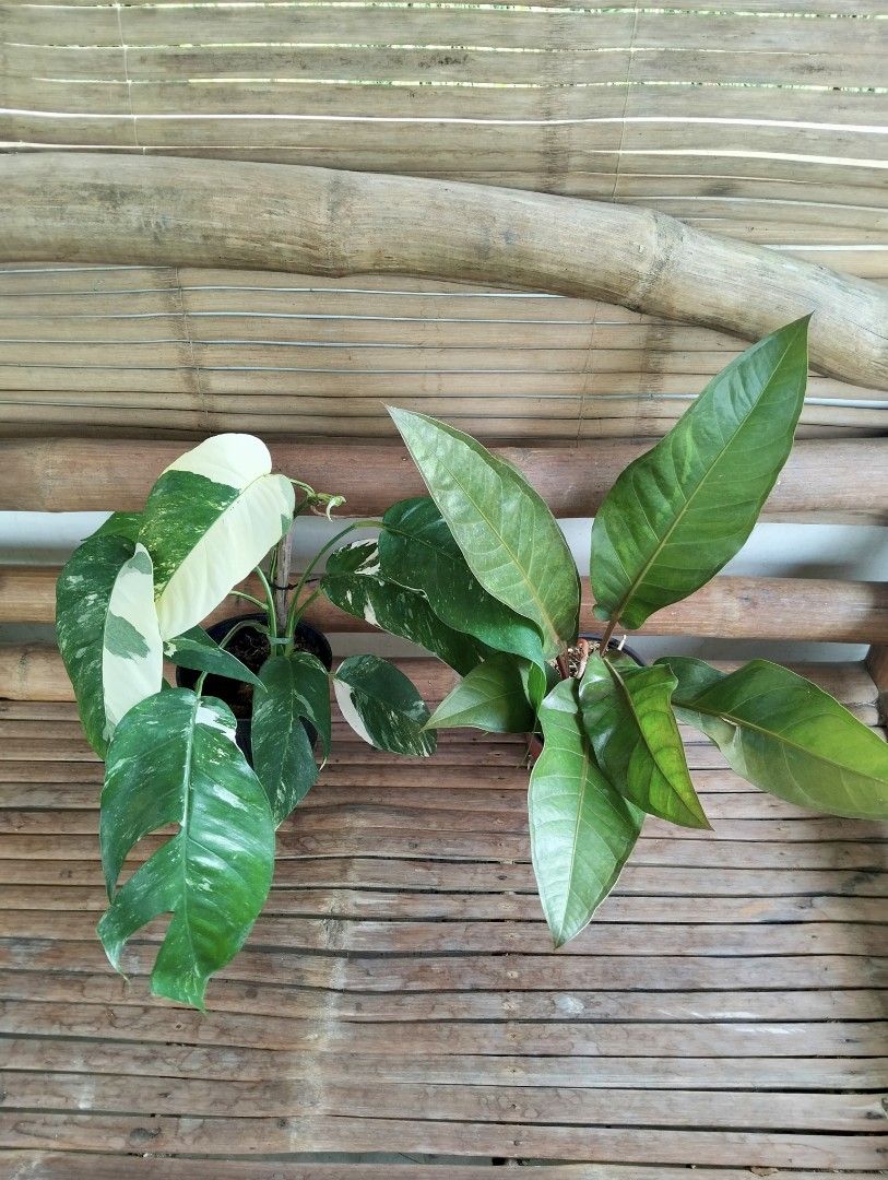 Bundle: EP Albo, Anthurium Foliage Black (Category: Plants & Seeds) located in Cagayan de Oro. Submitted by rochellejandcgarden06684 (Listing ID 1471053051, Image 3). Description: SALE❗Bundle ✅350 EP Albo, Anthurium Foliage Black Locally grown, own propagation. Location: Canitoan, Cagayan de Oro City Pick up, Maxim delivery, J&T Express.