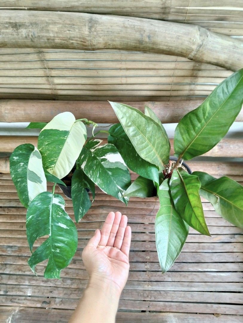Bundle: EP Albo, Anthurium Foliage Black (Category: Plants & Seeds) located in Cagayan de Oro. Submitted by rochellejandcgarden06684 (Listing ID 1471053051, Image 2). Description: SALE❗Bundle ✅350 EP Albo, Anthurium Foliage Black Locally grown, own propagation. Location: Canitoan, Cagayan de Oro City Pick up, Maxim delivery, J&T Express.