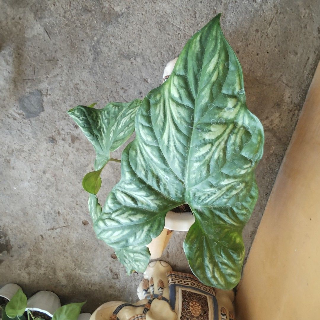 Cercestis Mirabilis Philodendron (Category: Plants & Seeds) located in Bacoor. Submitted by youngdog_18b771 (Listing ID 1470933765, Image 2). Description: ☘️ Cercestis Mirabilis Philodendron Price: 350 Pesos Location:🏡 Molino 5,Bacoor City 🛵Shipping through Lalamove and will be shouldered by the buyer. Mode of Payment is thru Gcash. Note: Actual Picture of the Plant Description: 📌 The plants is fully rooted and well established on medium size 