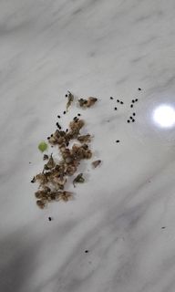 (Category: ) located in . Submitted by hbb_garnishgarden (Listing ID 1471074001, Image 1). Description: .