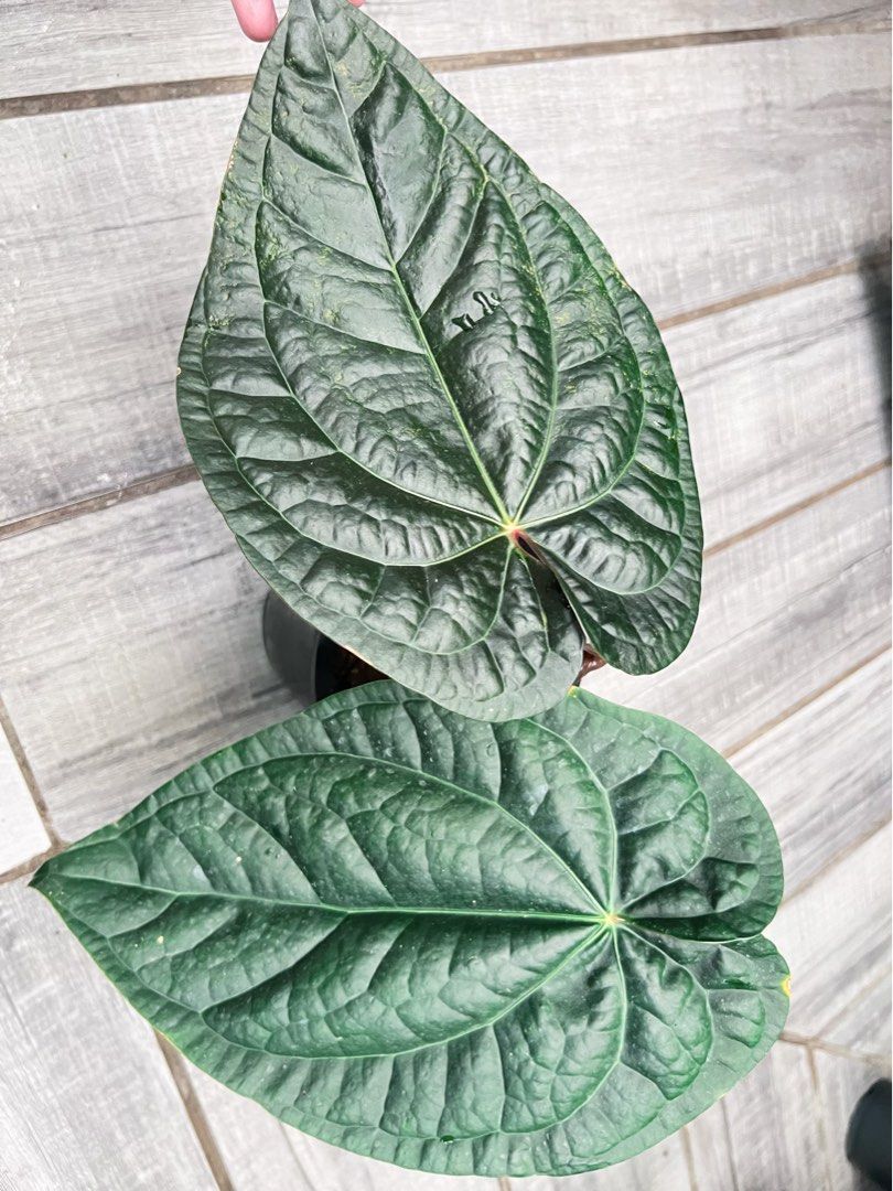Magnificum x Luxurians (Category: Plants & Seeds) located in Antipolo. Submitted by goodvinesonly888 (Listing ID 1470934896, Image 1). Description: .
