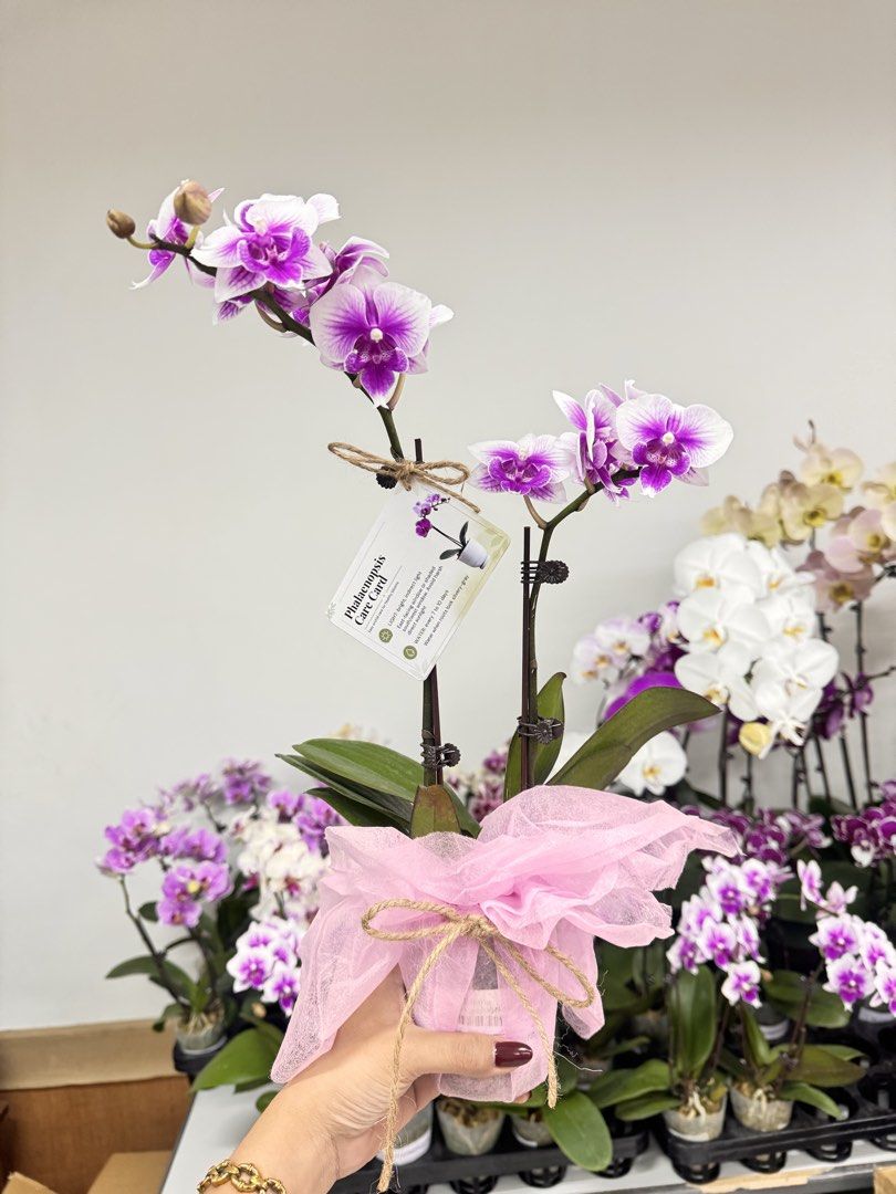 Medium Size Phalaenopsis Moth Orchids (Category: Flowers & Bouquets) located in Mandaue City. Submitted by phalaenopsis_mandaue (Listing ID 1470954454, Image 1). Description: We arrange for you..