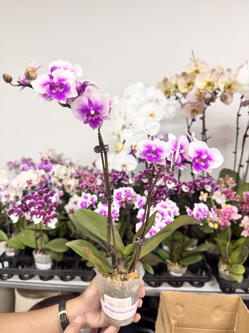 Medium Size Phalaenopsis Moth Orchids (Category: Flowers & Bouquets) located in Mandaue City. Submitted by phalaenopsis_mandaue (Listing ID 1470954454, Image 2). Description: We arrange for you..