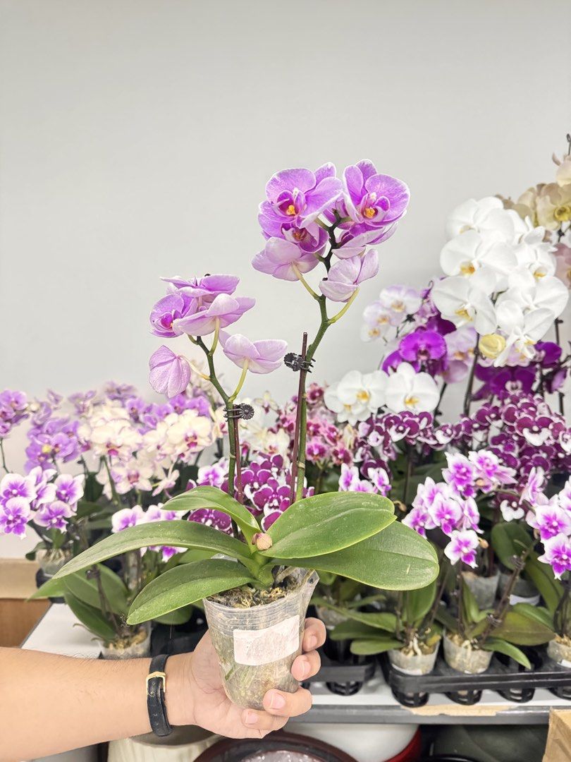 Medium Size Phalaenopsis Moth Orchids (Category: Flowers & Bouquets) located in Mandaue City. Submitted by phalaenopsis_mandaue (Listing ID 1470954454, Image 3). Description: We arrange for you..