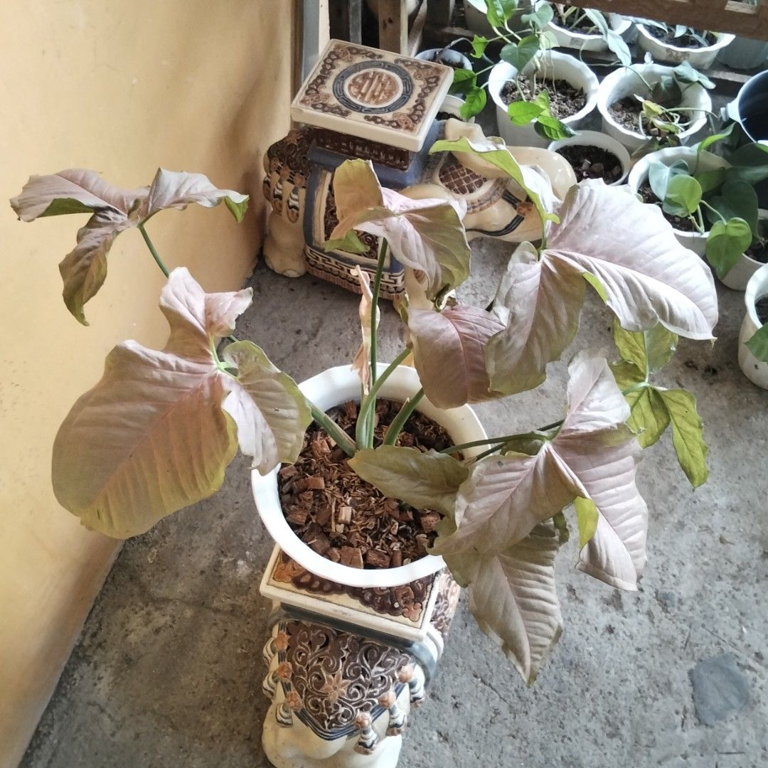Neon Pink Robusta Syngonium (Category: Plants & Seeds) located in Bacoor. Submitted by youngdog_18b771 (Listing ID 1470982784, Image 2). Description: 𝑆𝐴𝐿𝐸𝑆 𝐴𝐿𝐸𝑅𝑇‼️📣📣📣 🍀Pink Neon Robusta Price: 200 Pesos Location:🏡 Molino 5 Bacoor City 🛵Shipping through Lalamove and will be shouldered by the buyer. Mode of Payment is thru Gcash. ** Photo is the picture of the actual plants. Description: 📌The Plant has lush and healthy leaves with 