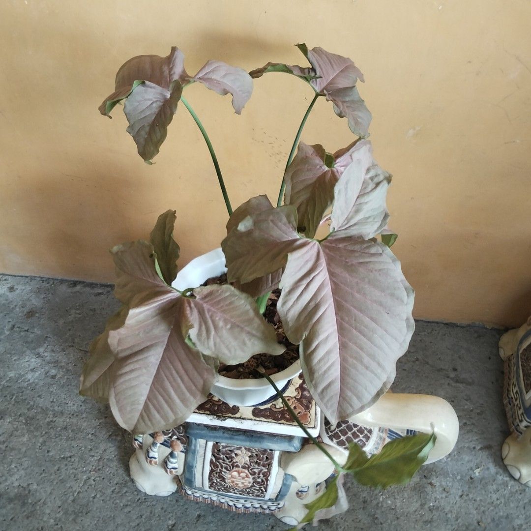 Neon Pink Robusta Syngonium (Category: Plants & Seeds) located in Bacoor. Submitted by youngdog_18b771 (Listing ID 1470982784, Image 1). Description: 𝑆𝐴𝐿𝐸𝑆 𝐴𝐿𝐸𝑅𝑇‼️📣📣📣 🍀Pink Neon Robusta Price: 200 Pesos Location:🏡 Molino 5 Bacoor City 🛵Shipping through Lalamove and will be shouldered by the buyer. Mode of Payment is thru Gcash. ** Photo is the picture of the actual plants. Description: 📌The Plant has lush and healthy leaves with 