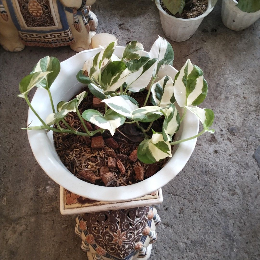 Njoy Pothos (Category: Plants & Seeds) located in Bacoor. Submitted by youngdog_18b771 (Listing ID 1470981475, Image 2). Description: FOR SALE ‼️📣📣📣 ☘️NJoy Pothos Price: 120 Pesos 🏡 Location: Bacoor City, Cavite 🛵Shipping through Lalamove and will be shouldered by the buyer. Mode of Payment is thru Gcash. Note: The Photo is the actual picture of the plant that will be received. 📌 This Plant is lush and is Fully rooted and established on med