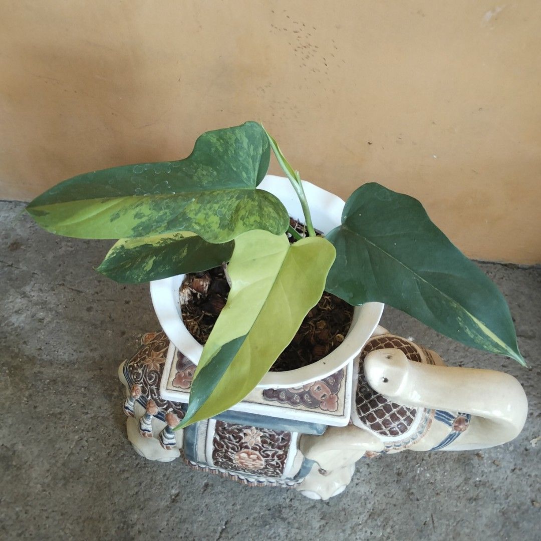 Variegated Bipennifolium Philodendron (Category: Plants & Seeds) located in Bacoor. Submitted by youngdog_18b771 (Listing ID 1470976688, Image 1). Description: FOR SALE‼️📣📣📣 🍀 Variegated Bipennifolium Philodendron Price: 750 Pesos Location 🏡 Molino 5, Bacoor City 🛵Shipping through Lalamove and will be shoulder by the buyer. Mode of Payment is thru Gcash. Description: 📌 The Plant has healthy leaves with good variegation and is fully rooted 
