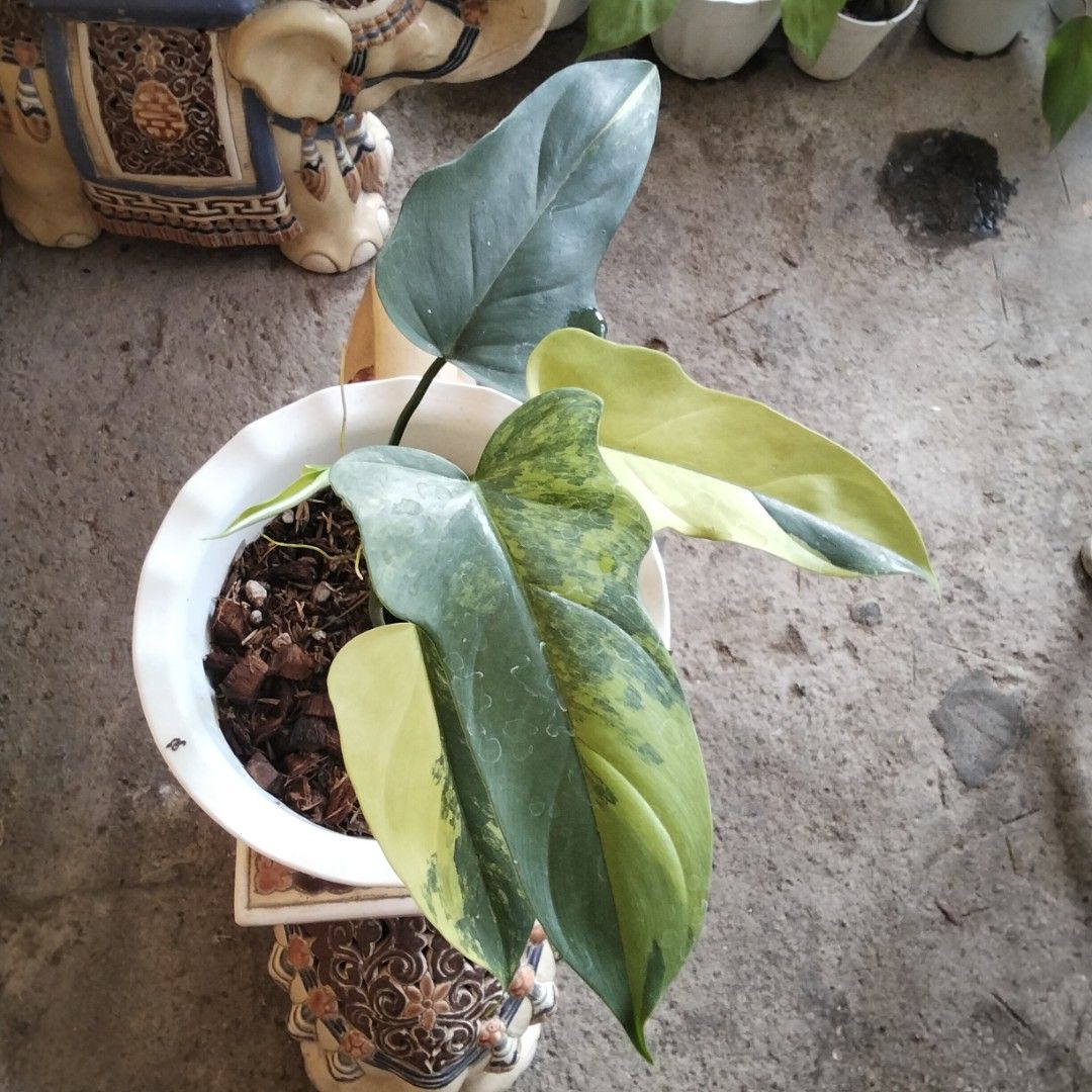 Variegated Bipennifolium Philodendron (Category: Plants & Seeds) located in Bacoor. Submitted by youngdog_18b771 (Listing ID 1470976688, Image 2). Description: FOR SALE‼️📣📣📣 🍀 Variegated Bipennifolium Philodendron Price: 750 Pesos Location 🏡 Molino 5, Bacoor City 🛵Shipping through Lalamove and will be shoulder by the buyer. Mode of Payment is thru Gcash. Description: 📌 The Plant has healthy leaves with good variegation and is fully rooted 