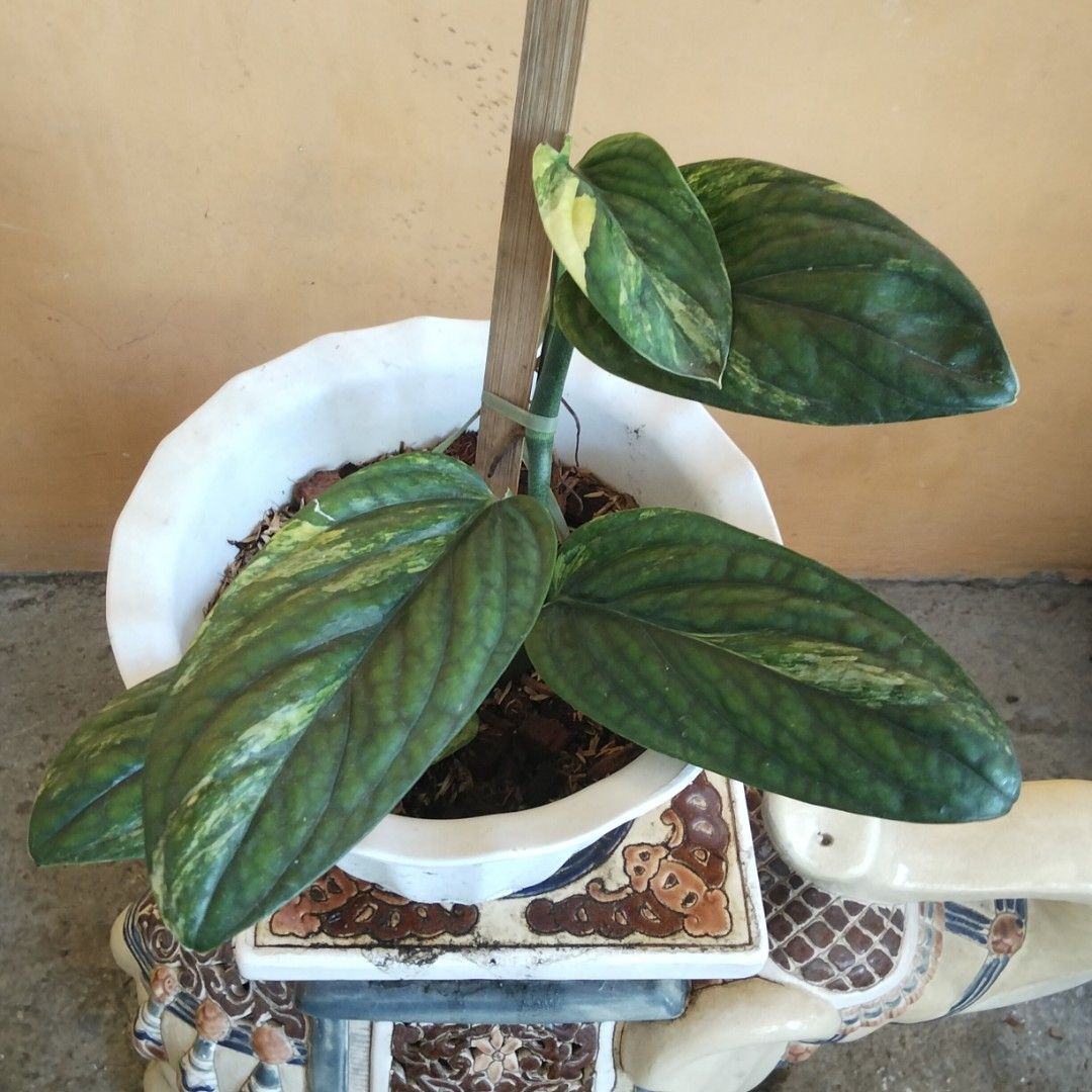 Variegated Monstera Peru Aurea (Category: Plants & Seeds) located in Bacoor. Submitted by youngdog_18b771 (Listing ID 1470967215, Image 1). Description: FOR SALE ‼️📣📣📣 ☘️ Monstera Peru Aurea Variegated Price: 390 Pesos 🏡 Location:Molino 5 ,Bacoor City, Cavite 🛵Shipping through Lalamove and will be shouldered by the buyer. Mode of Payment is thru Gcash or COD. Note: The Photo is the actual picture of the plant that will be received. Descripti