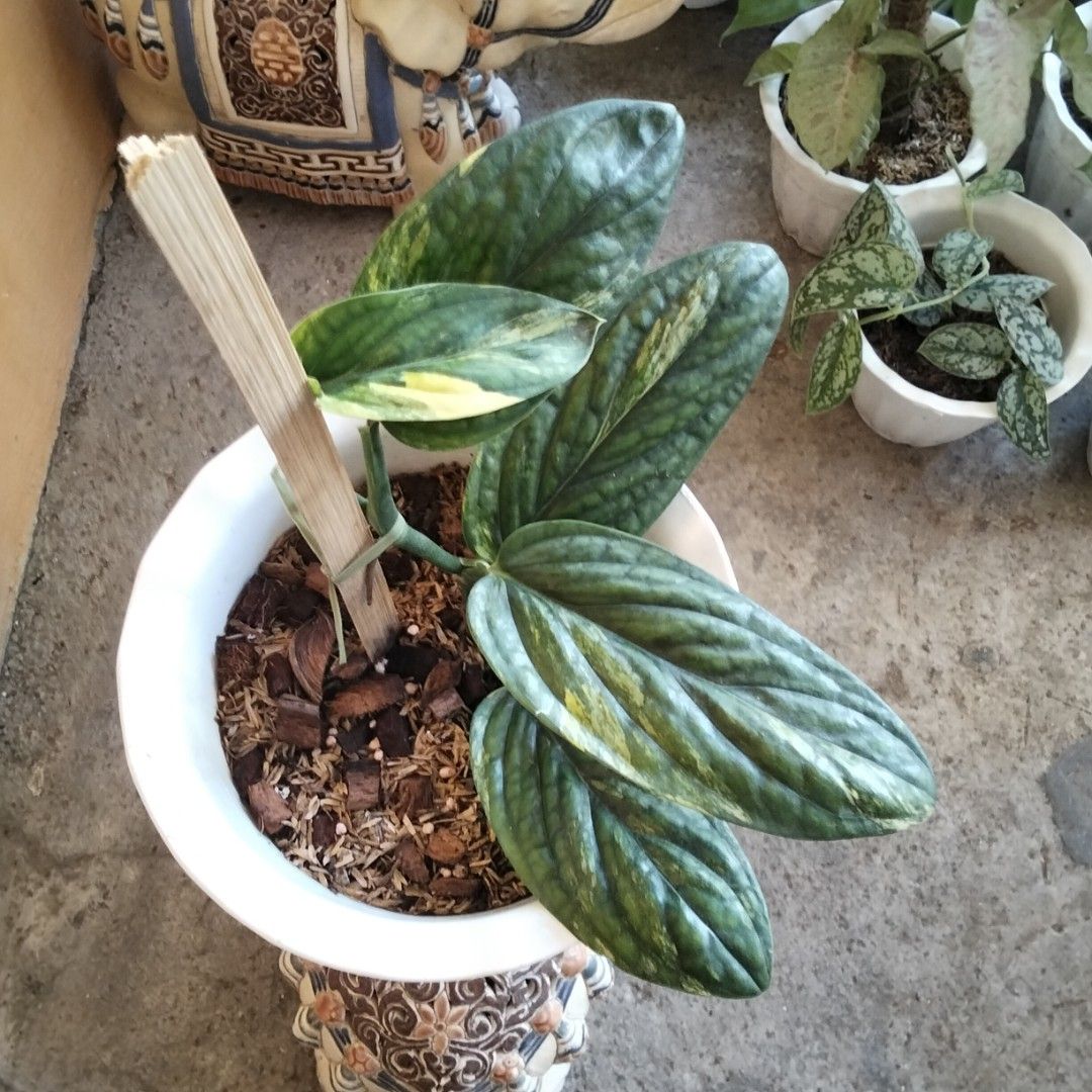 Variegated Monstera Peru Aurea (Category: Plants & Seeds) located in Bacoor. Submitted by youngdog_18b771 (Listing ID 1470967215, Image 2). Description: FOR SALE ‼️📣📣📣 ☘️ Monstera Peru Aurea Variegated Price: 390 Pesos 🏡 Location:Molino 5 ,Bacoor City, Cavite 🛵Shipping through Lalamove and will be shouldered by the buyer. Mode of Payment is thru Gcash or COD. Note: The Photo is the actual picture of the plant that will be received. Descripti