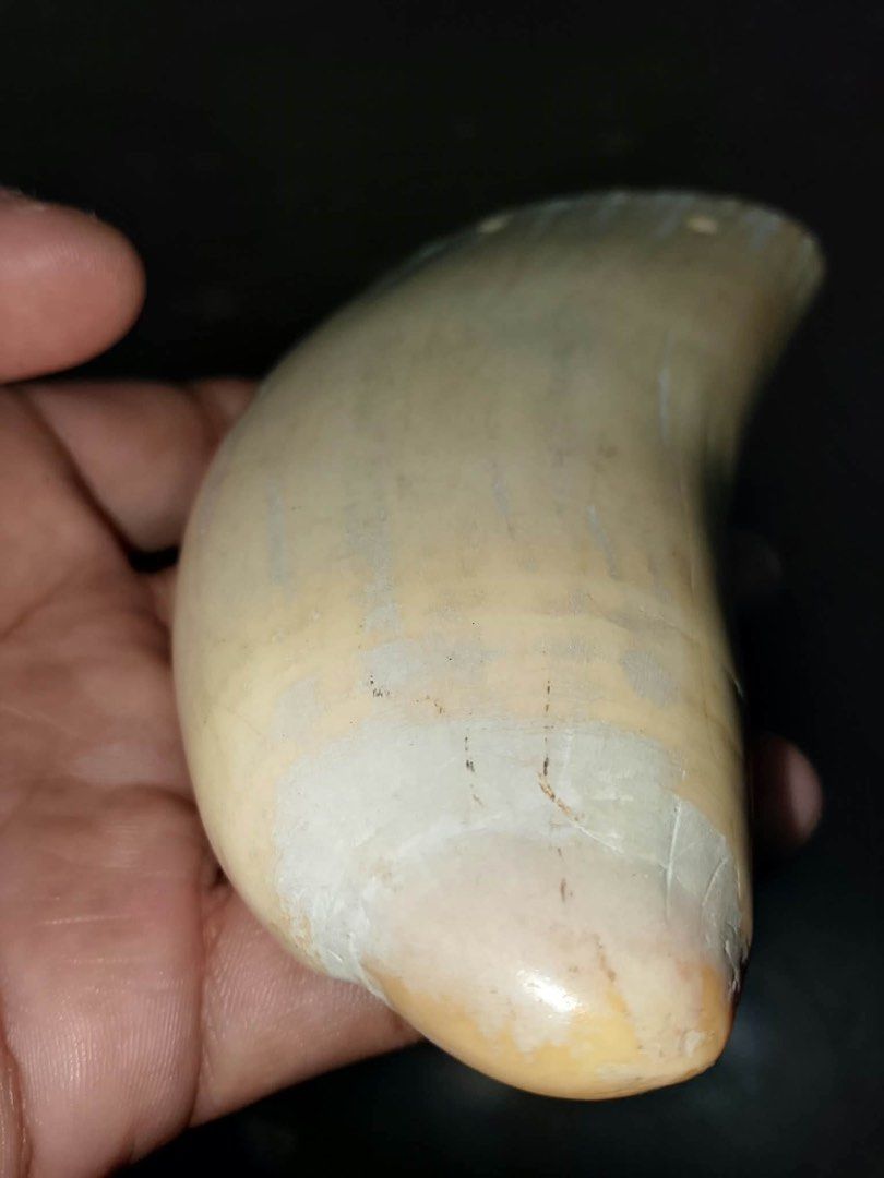 Vintage Sperm Whale Tooth (Category: Necklaces) located in Malolos. Submitted by jjantiques (Listing ID 1470992628, Image 2). Description: Vintage Sperm Whale Tooth - Unique curio piece crafted from genuine tooth or tusk material - Creamy off-white color with natural grain lines and hollow interior showing organic texture - Conveniently drilled near the top edge with twine string attached for easy hanging - Hand-sized measurement, ideal for displ
