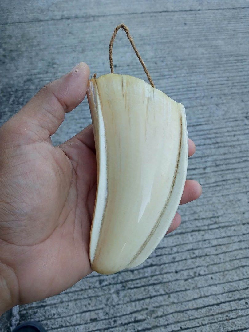 Vintage Sperm Whale Tooth (Category: Necklaces) located in Malolos. Submitted by jjantiques (Listing ID 1470992628, Image 1). Description: Vintage Sperm Whale Tooth - Unique curio piece crafted from genuine tooth or tusk material - Creamy off-white color with natural grain lines and hollow interior showing organic texture - Conveniently drilled near the top edge with twine string attached for easy hanging - Hand-sized measurement, ideal for displ