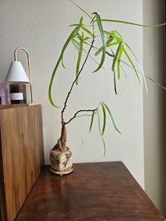 Interesting Stuff here!! 收藏品 1
