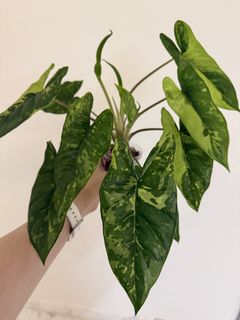 Alocasia Yucatan Princess Variegated, Furniture & Home Living ...
