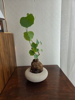 Interesting Stuff here!! 收藏品 2