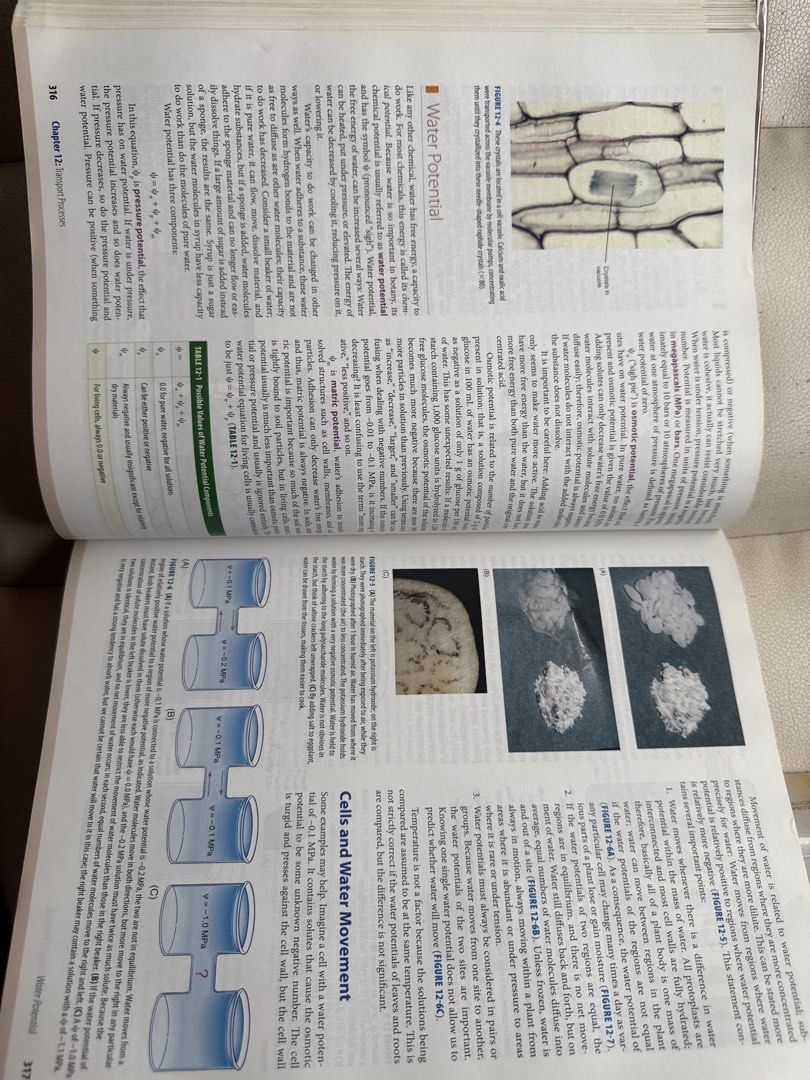 Botany Sixth Ed. (Category: Textbooks) located in Pasig City. Submitted by apparelgoodiesbykevm (Listing ID 1465616105, Image 3). Description: - Title: Botany: An Introduction to Plant Biology, Sixth Edition - Author: James D. Mauseth - Level: Tertiary / College Textbook - Condition: Good, well-kept pages - Features comprehensive illustrations and detailed chapters on plant science.