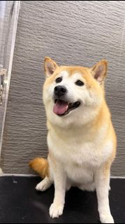 （分類：）位於 。 由 happybuys2017 提交（商品編號 1465631323，圖片 1）。簡介： 。