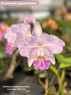 Cattleya Alliance  Collection item 2