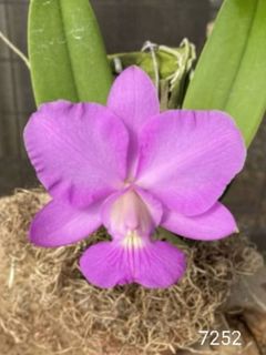 Cattleya Alliance  Collection item 3